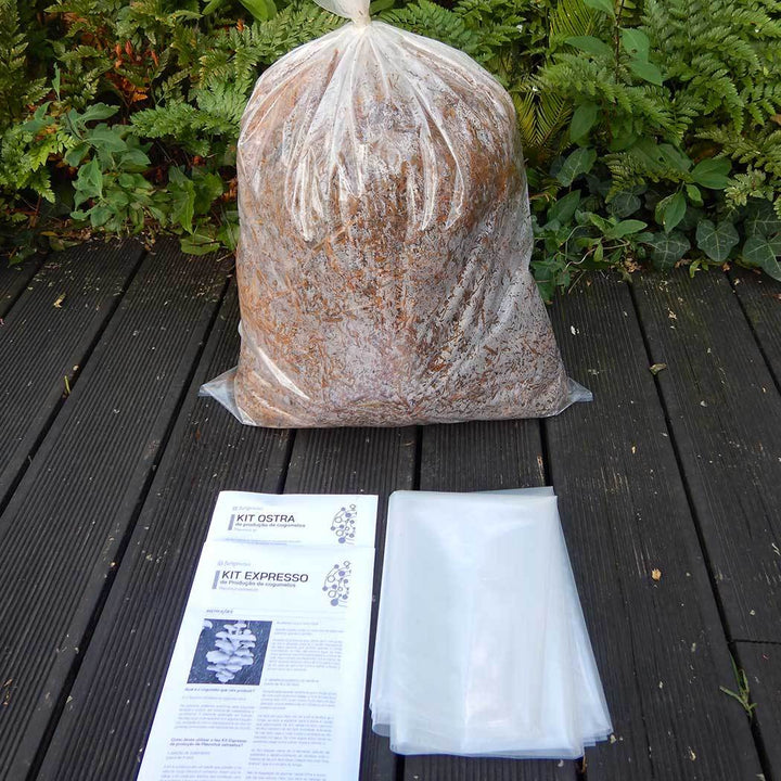 Kit Cultivo Cogumelos ostra amarelo (pleurotus citrinopileatus)