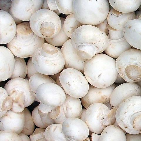 Kit Cogumelo Champignon (agaricus bisporus)