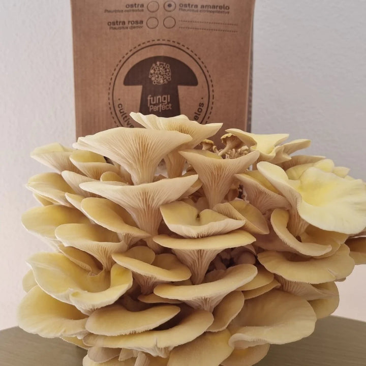 Kit Cogumelo ostra amarelo (pleutotus citrinopileatus)