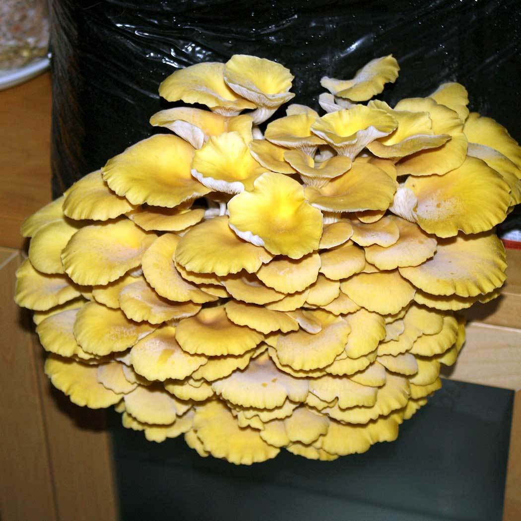 Kit Cogumelo ostra amarelo (pleutotus citrinopileatus)