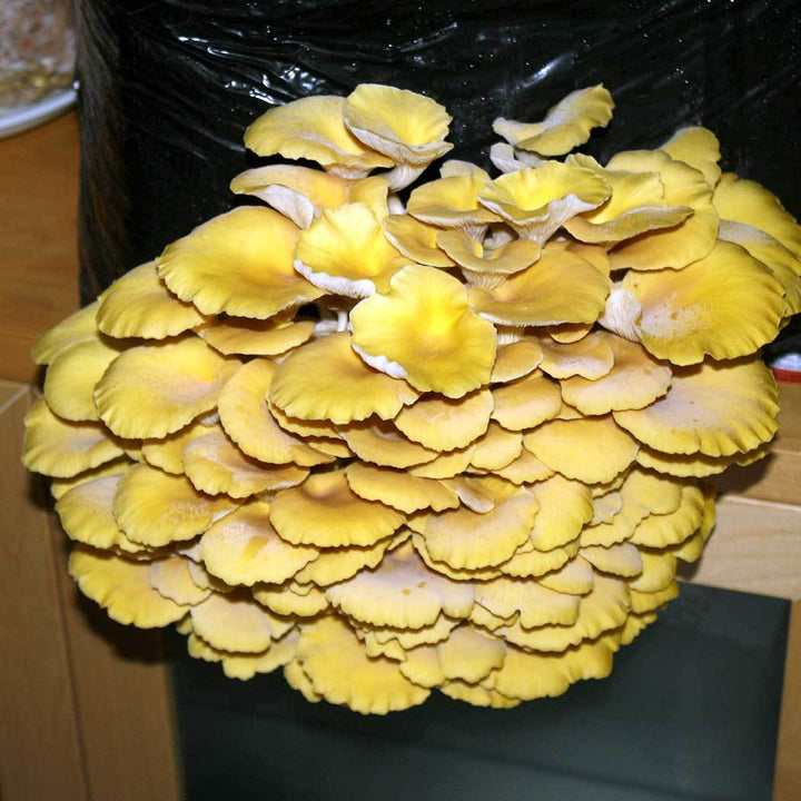 Kit Cogumelo ostra amarelo (pleutotus citrinopileatus)