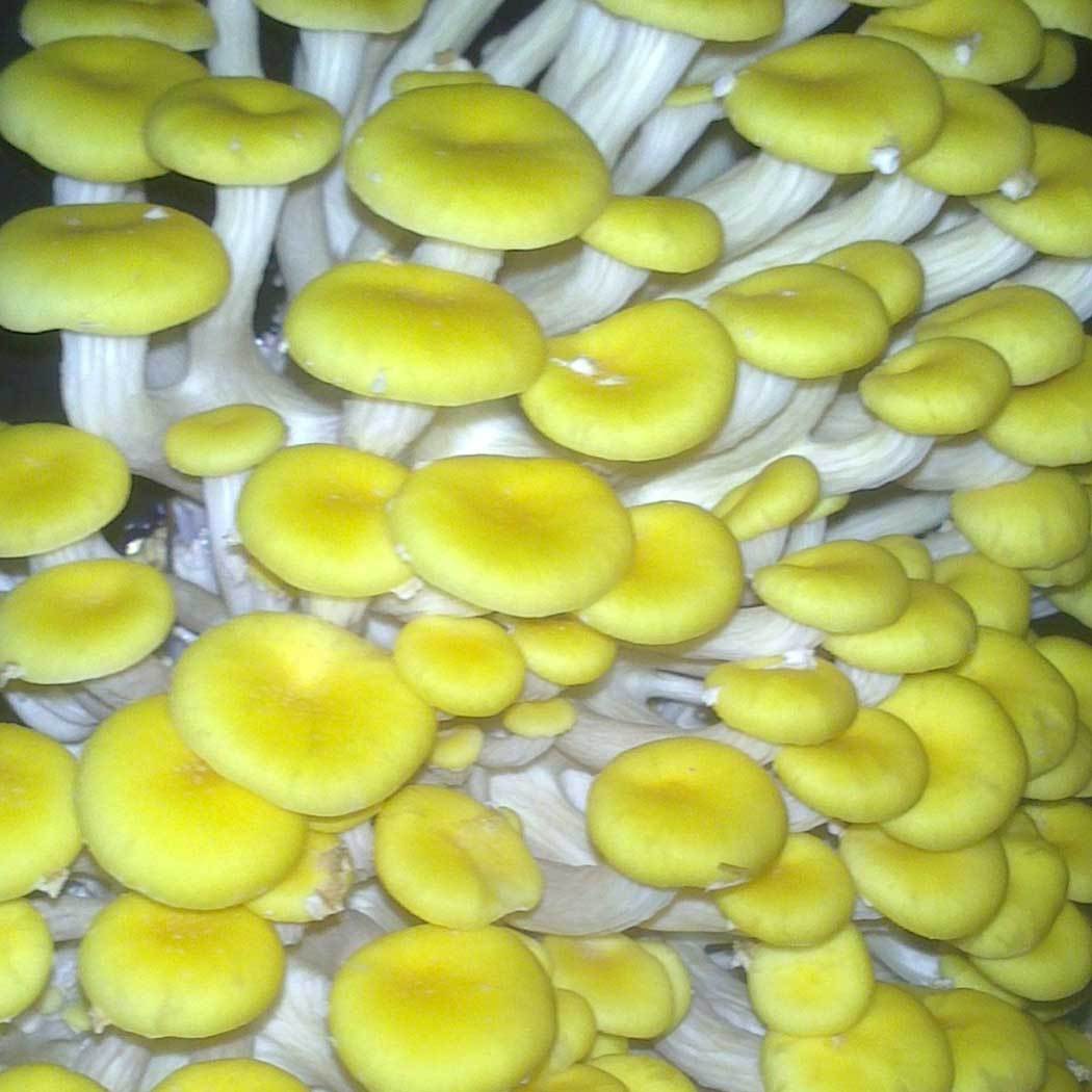 Kit Cogumelo ostra amarelo (pleutotus citrinopileatus)