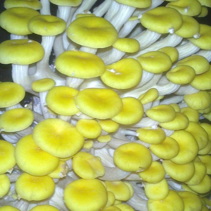 Kit Cogumelo ostra amarelo (pleutotus citrinopileatus)