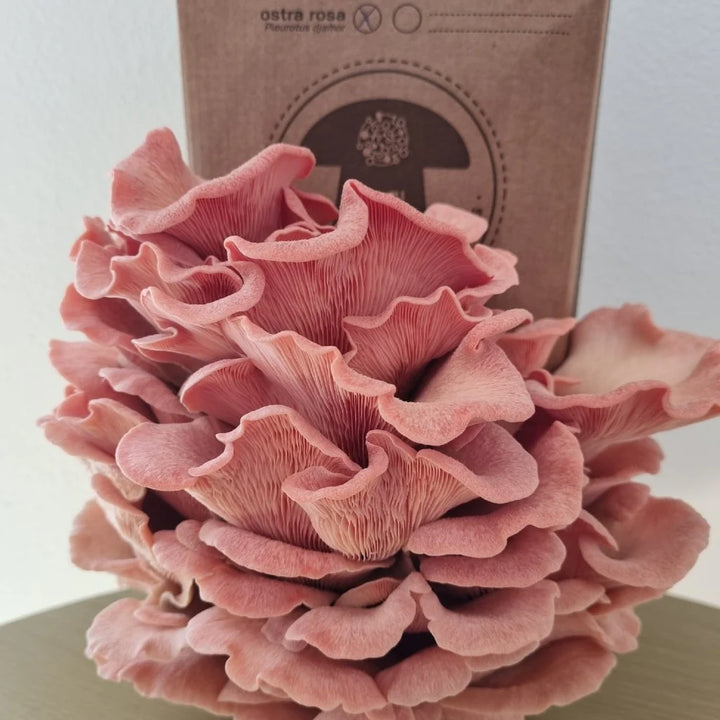 Kit Cogumelo ostra rosa (pleutotus djamor)