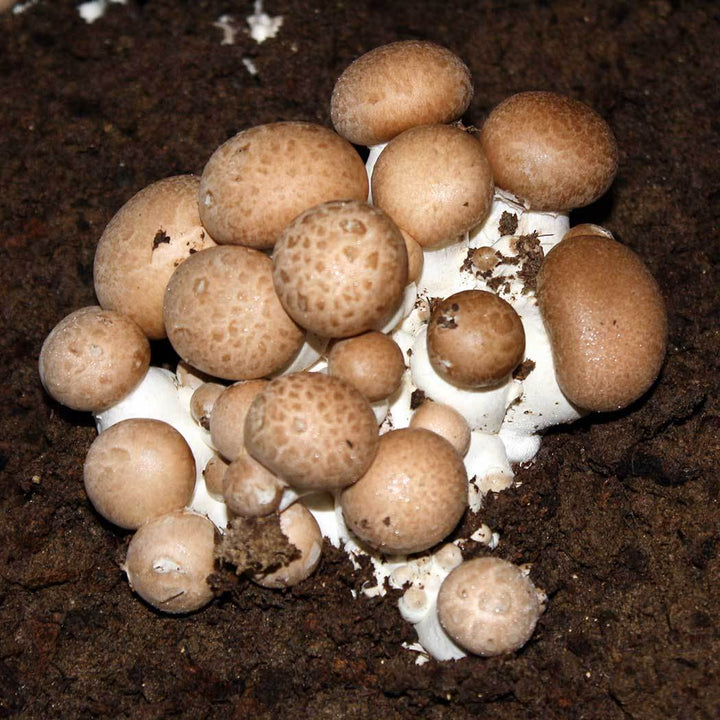 Kit Cogumelo Portobello (agaricus brunnescens)